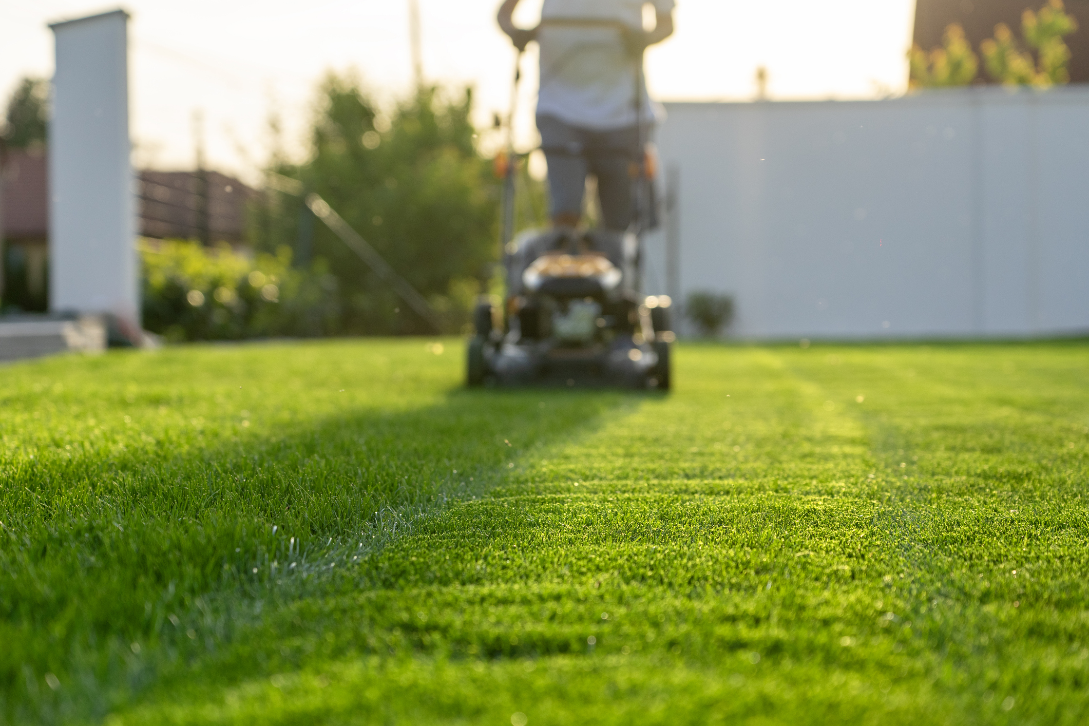 What Causes Thin, Patchy, or Bare Areas in a Lawn? 1